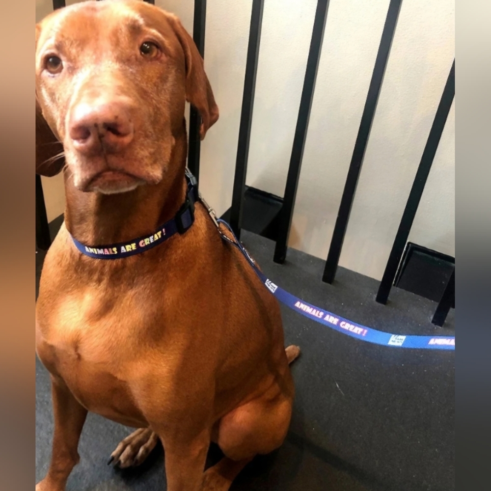 NWT Fox News Pet Collar & Leash Set